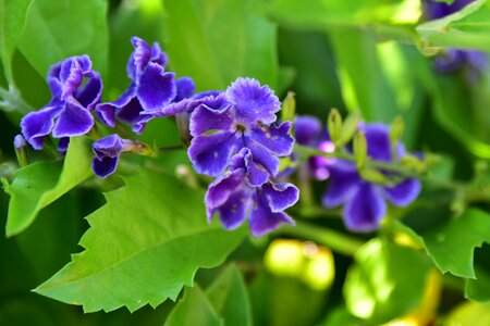 Israeli summer flower