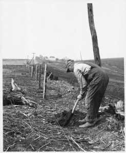 Shelby County, Iowa. Putting in a new fence along a road that has just been widened. Roads in the co . . . - NARA - 522477
