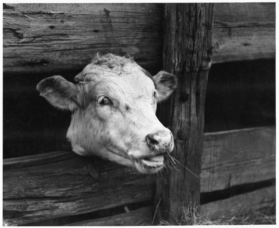 Shelby County, Iowa. Miscellaneous pictures of cattle - NARA - 522429
