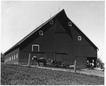 Shelby County, Iowa. These barns are on a tenant farm with less than the average amount of land unde . . . - NARA - 522339