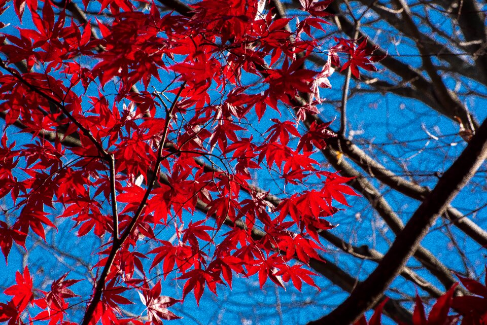 Season branch nature