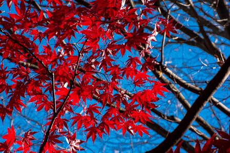 Season branch nature