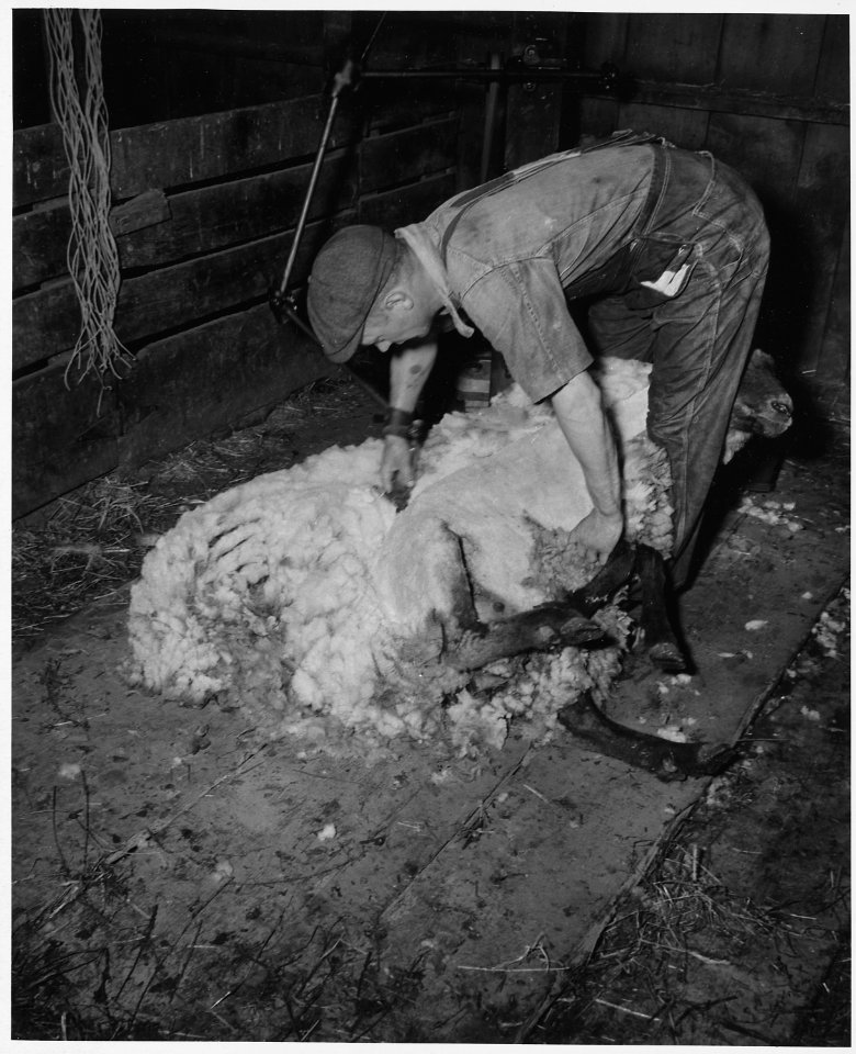 Shelby County, Iowa. Refer to negative no. 44265 for general caption. Detailed description, Several . . . - NARA - 522467