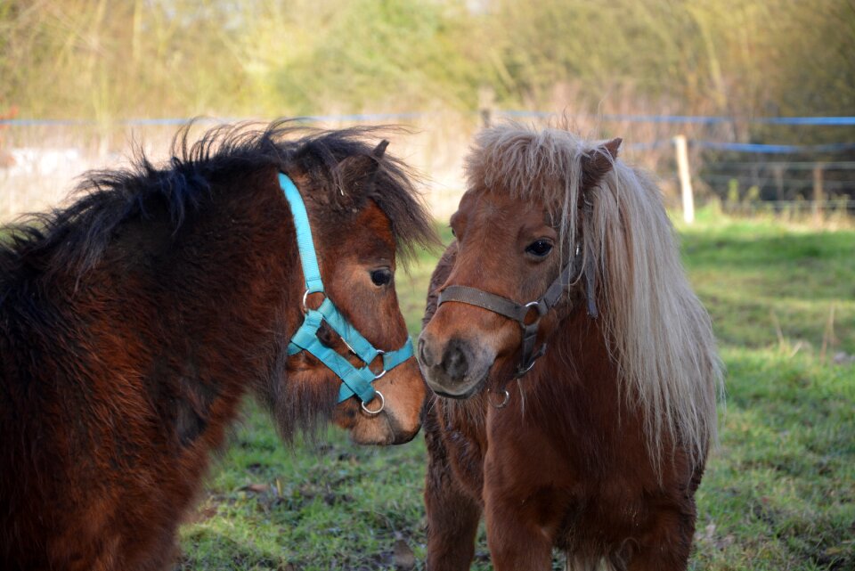 Complicity mammal blond mane