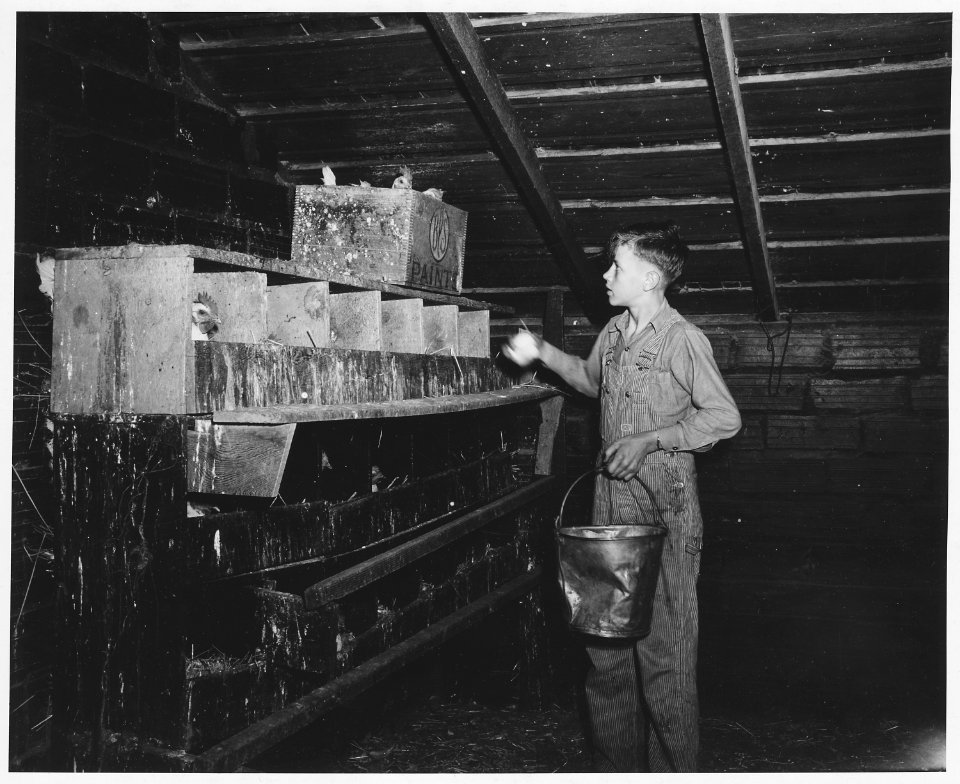 Shelby County, Iowa.... Detailed description, Chickens are kept, says one farmer, because they ea . . . - NARA - 522471