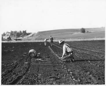 Shelby County, Iowa.... Detailed description, Market gardens are rare in Shelby County, but a few fa . . . - NARA - 522474