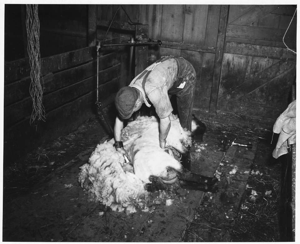 Shelby County, Iowa.... Detailed description, Several farmers in Irwin have a few head of sheep - 2 . . . - NARA - 522468