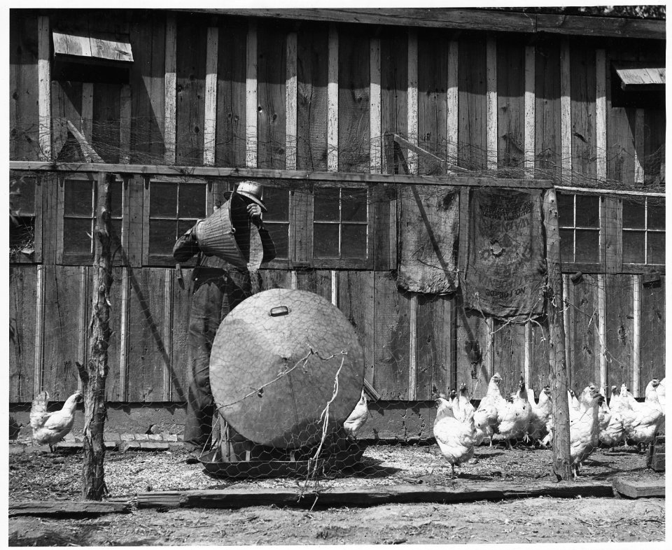 Shelby County, Iowa.... Detailed description, Chickens are kept, says one farmer, because they ea . . . - NARA - 522470