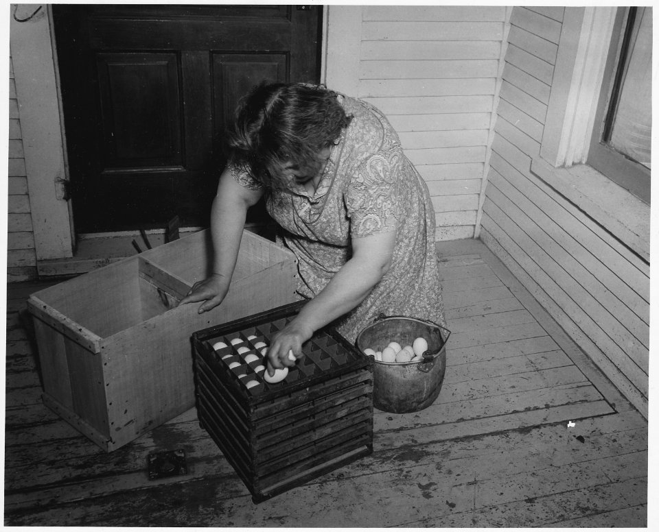 Shelby County, Iowa.... Detailed description, Chickens are kept, says one farmer, because they ea . . . - NARA - 522472