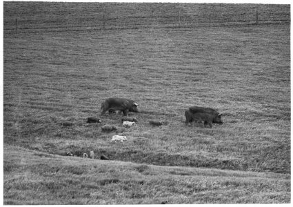 Shelby County, Iowa.You can't raise 5 cent hogs on 60 cent corn. This was a common complaint in Sh . . . - NARA - 522314