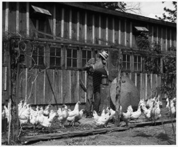 Shelby County, Iowa.... Detailed description, Chickens are kept, says one farmer, because they ea . . . - NARA - 522469
