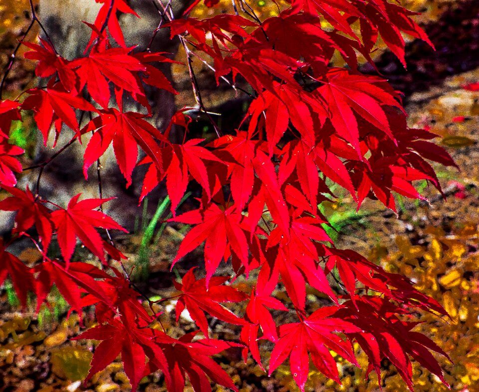 Season nature tree