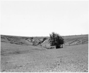 Shelby County, Iowa. This land in Shelby County erodes fast because it is fine and free from rocks a . . . - NARA - 522311
