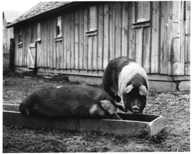 Shelby County, Iowa.... Detailed description, You can't raise 5 cent hogs on 60 cent corn. This wa . . . - NARA - 522459