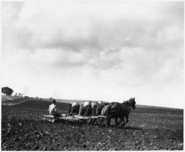 Shelby County, Iowa.... Detailed description, The land is harrowed after the plowing. Tractors are c . . . - NARA - 522442