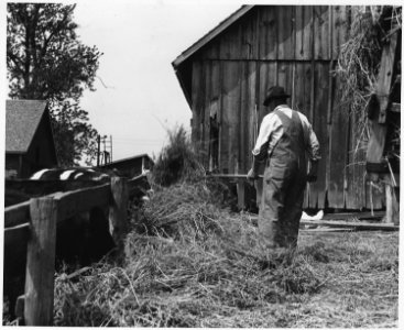 Shelby County, Iowa.... Detailed description, Alfalfa hay is fed to beef cattle in the barnyard. - NARA - 522455 photo
