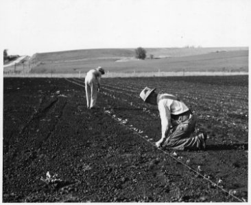 Shelby County, Iowa.... Detailed description, Market gardens are rare in Shelby County, but a few fa . . . - NARA - 522473