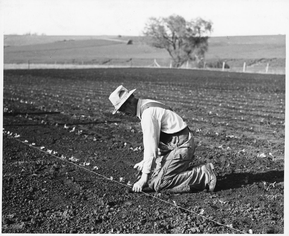 Shelby County, Iowa.... Detailed description, Market gardens are rare in Shelby County, but a few fa . . . - NARA - 522475