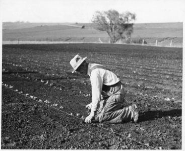 Shelby County, Iowa.... Detailed description, Market gardens are rare in Shelby County, but a few fa . . . - NARA - 522475