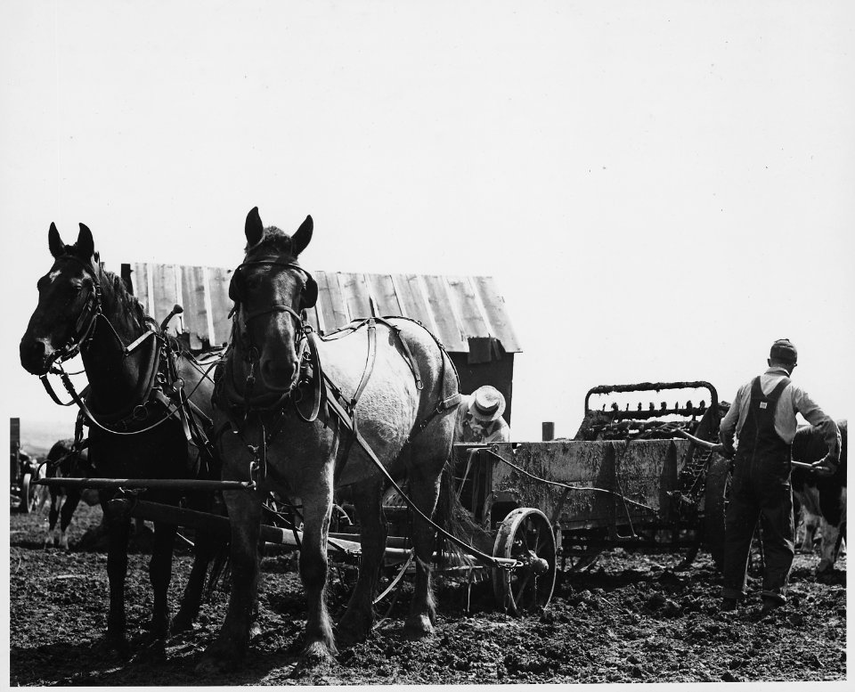 Shelby County, Iowa.... Detailed description, These pictures show how people in this locality preser . . . - NARA - 522436