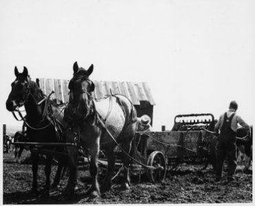 Shelby County, Iowa.... Detailed description, These pictures show how people in this locality preser . . . - NARA - 522436