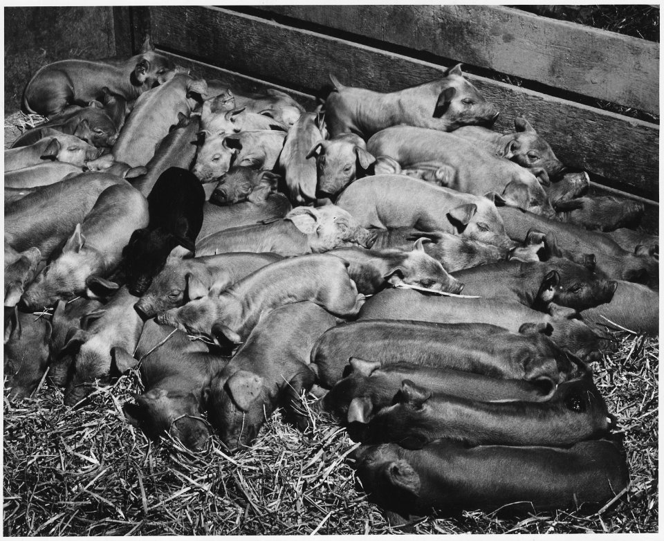 Shelby County, Iowa.... Detailed description, You can't raise 5 cent hogs on 60 cent corn. This wa . . . - NARA - 522464