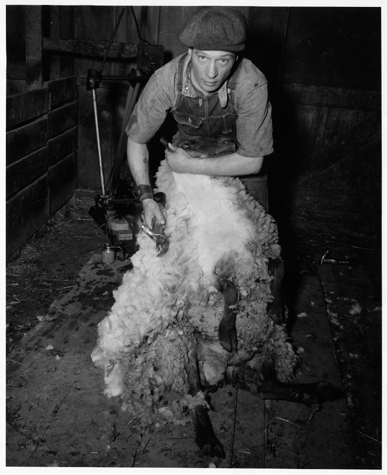 Shelby County, Iowa.... Detailed description, Several farmers in Irwin have a few head of sheep - 2 . . . - NARA - 522465