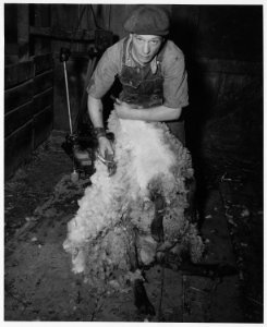 Shelby County, Iowa.... Detailed description, Several farmers in Irwin have a few head of sheep - 2 . . . - NARA - 522465