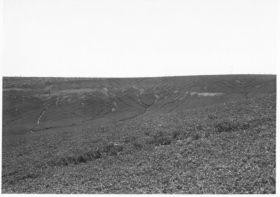 Shelby County, Iowa. This land in Shelby County erodes fast because it is fine and free from rocks a . . . - NARA - 522312