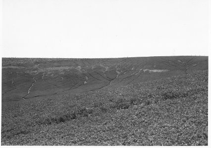 Shelby County, Iowa. This land in Shelby County erodes fast because it is fine and free from rocks a . . . - NARA - 522312