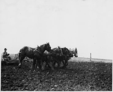 Shelby County, Iowa.... Detailed description, The land is harrowed after the plowing. Tractors are c . . . - NARA - 522444