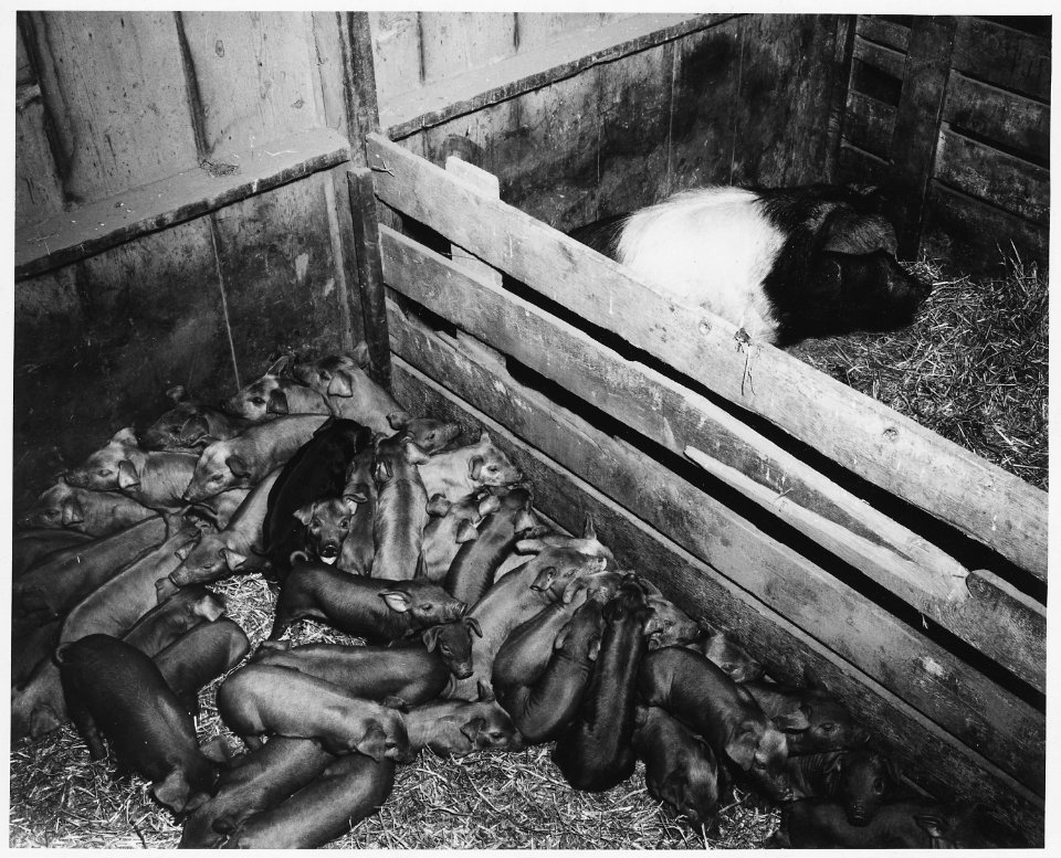 Shelby County, Iowa.... Detailed description, You can't raise 5 cent hogs on 60 cent corn. This wa . . . - NARA - 522463