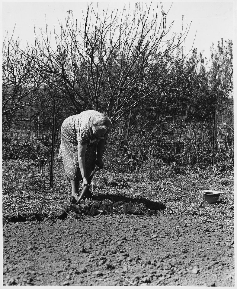 Shelby County, Iowa.... Detailed description, Most farms have home gardens and people here produce a . . . - NARA - 522476