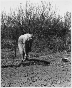 Shelby County, Iowa.... Detailed description, Most farms have home gardens and people here produce a . . . - NARA - 522476