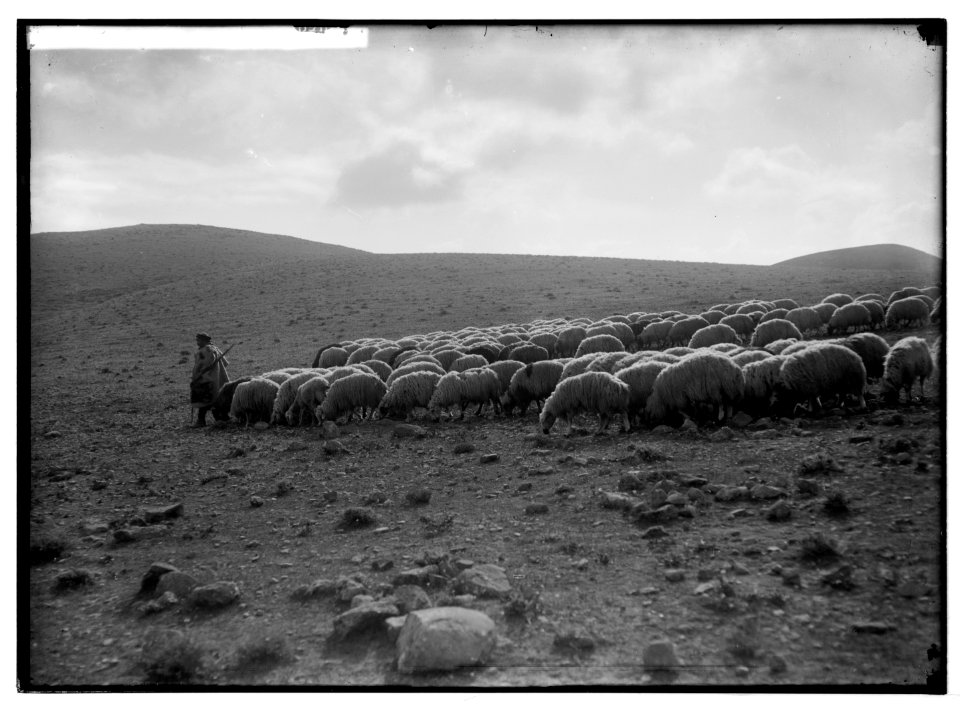 Shepherd going before his flock. LOC matpc.05406