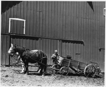 Shelby County, Iowa.... Detailed description, These pictures show how people in this locality preser . . . - NARA - 522435
