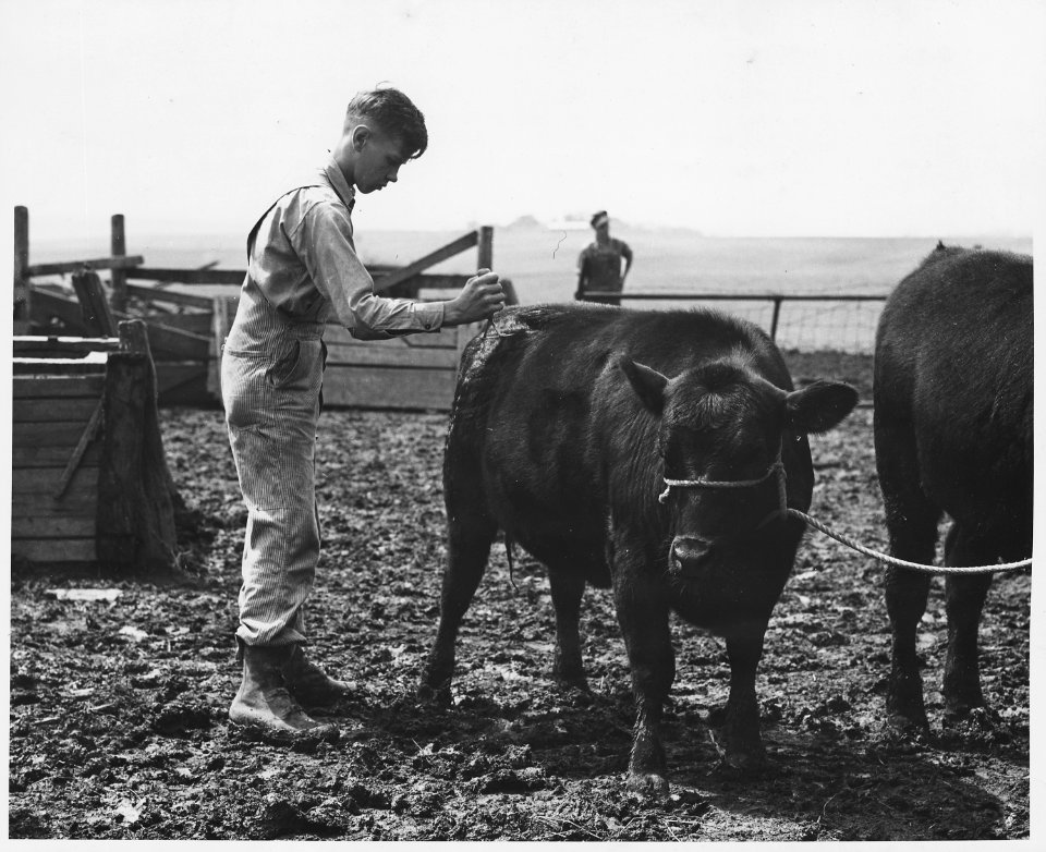 Shelby County, Iowa.... Detailed description, The 4-H Club is popular with children of the more prog . . . - NARA - 522457