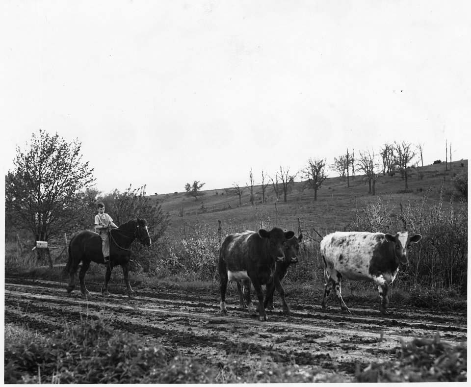 Shelby County, Iowa.... Detailed description, Miscellaneous pictures of cattle. - NARA - 522454