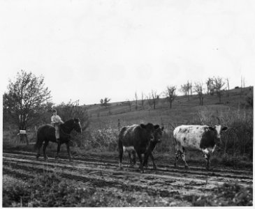 Shelby County, Iowa.... Detailed description, Miscellaneous pictures of cattle. - NARA - 522454