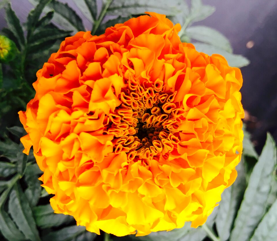 Flower orange garden photo