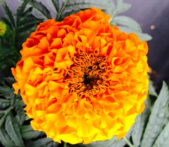 Flower orange garden