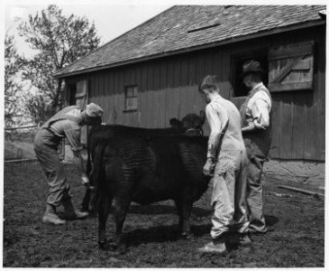 Shelby County, Iowa.... Detailed description, The 4-H Club is popular with children of the more prog . . . - NARA - 522456