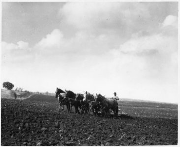 Shelby County, Iowa.... Detailed description, The land is harrowed after the plowing. Tractors are c . . . - NARA - 522443