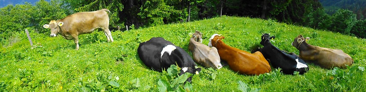 Pasture cattle agriculture photo