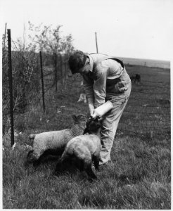 Shelby County, Iowa.... Detailed description, The 4-H Club is popular with children of the more prog . . . - NARA - 522458