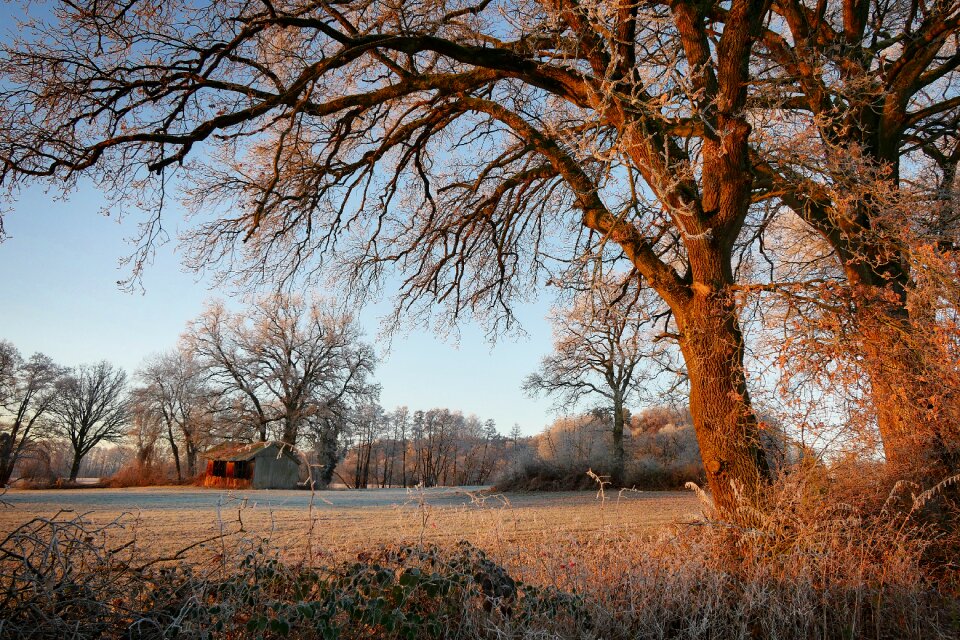 Wintry nature snowy