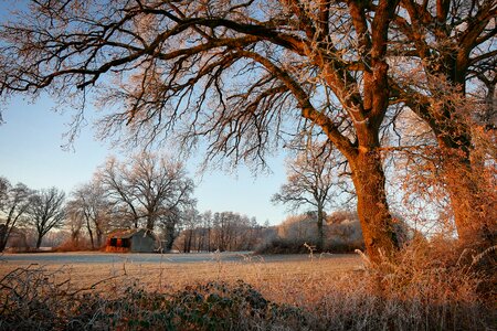 Wintry nature snowy