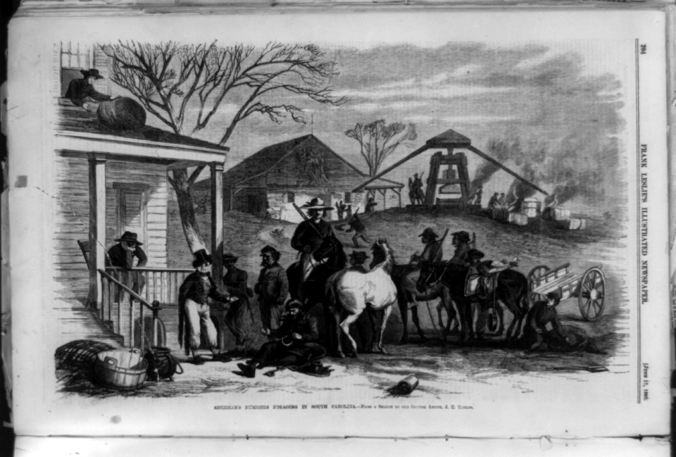 Sherman's bummers foraging in South Carolina LCCN99614126