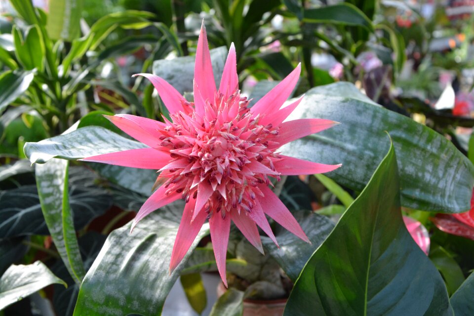 Pretty original botany