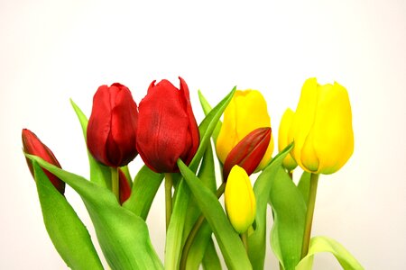 Spring red yellow